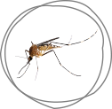 <strong>MOSQUITOS</strong>