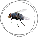 <strong>FLIES</strong>