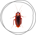 <strong>COCKROACHES</strong>